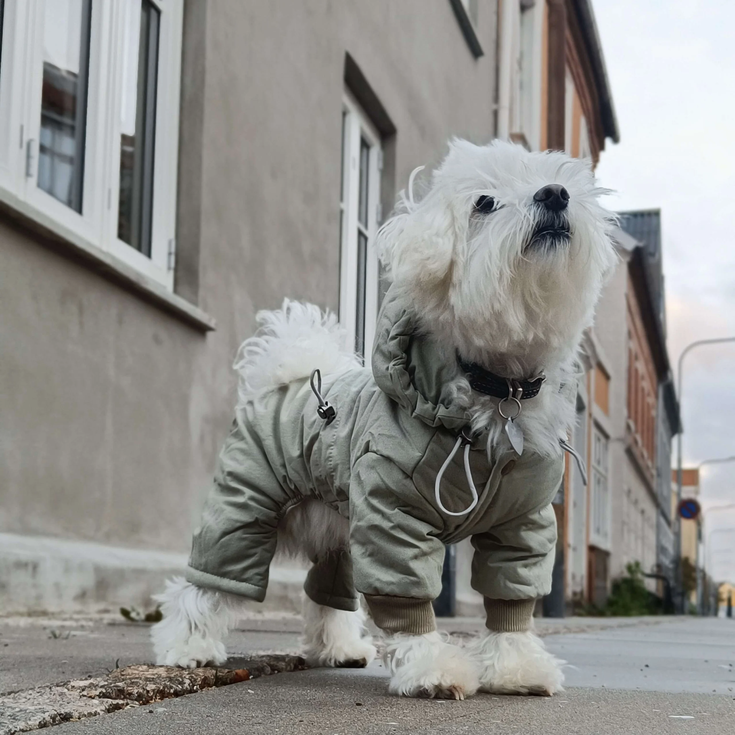 RIGA Vinterjakke til hunde med 4 ben