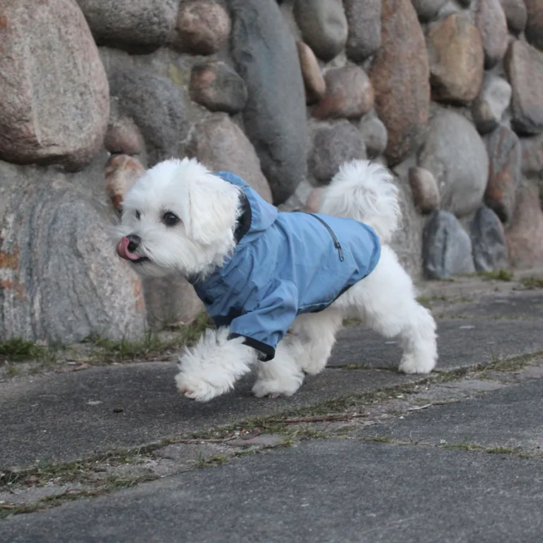 Hund med regnjakke på