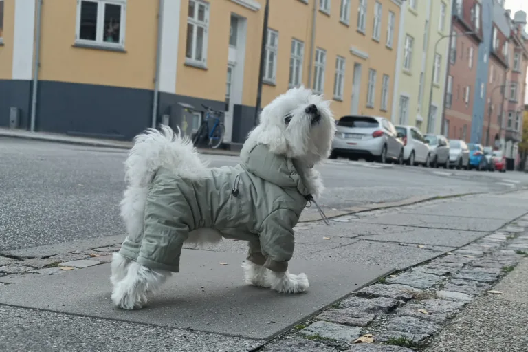 lille hund i byen med vinterjakke på